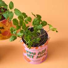 Load image into Gallery viewer, Complimentary Colors Grow Kits