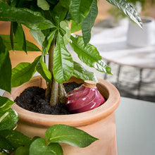 Load image into Gallery viewer, Terracotta Watering Bulb