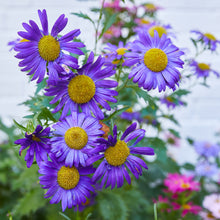 Load image into Gallery viewer, Seed Lollipop - Flower 3pk