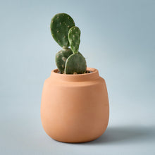 Load image into Gallery viewer, Modern Terracotta Grow Kits