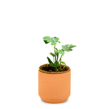 Load image into Gallery viewer, Tiny Terracotta Grow Kits