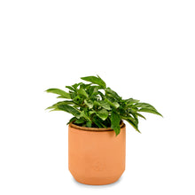Load image into Gallery viewer, Tiny Terracotta Grow Kits