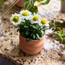 Load image into Gallery viewer, NEW Tiny Terracotta Grow Kits