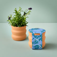 Load image into Gallery viewer, NEW Tiny Terracotta Grow Kits