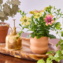 Load image into Gallery viewer, NEW Tiny Terracotta Grow Kits