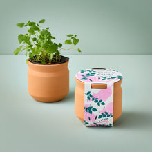 Load image into Gallery viewer, NEW Pet Tiny Terracotta Grow Kits