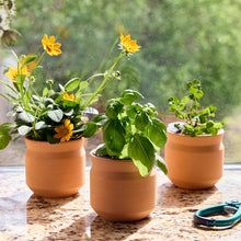 Load image into Gallery viewer, NEW Tiny Terracotta Sentiment Grow Kits