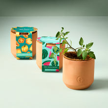 Load image into Gallery viewer, Tiny Terracotta Grow Kits