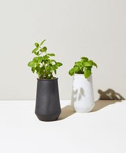 Load image into Gallery viewer, Tapered Tumbler Grow Kits