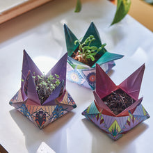 Load image into Gallery viewer, Cosmic Seed Kits