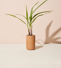 Load image into Gallery viewer, Terracotta Grow Kits