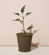 Load image into Gallery viewer, One-For-One Tree Kits