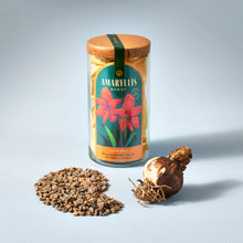 Load image into Gallery viewer, Winter Bulb Kit - Amaryllis
