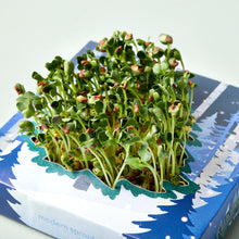 Load image into Gallery viewer, Winter Wonderland Microgreens Kit
