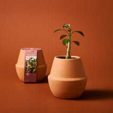 Load image into Gallery viewer, Modern Terracotta Grow Kits
