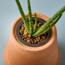 Load image into Gallery viewer, Modern Terracotta Grow Kits
