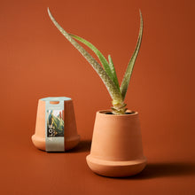 Load image into Gallery viewer, Modern Terracotta Grow Kits
