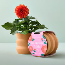 Load image into Gallery viewer, NEW Tiny Terracotta Grow Kits
