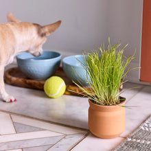 Load image into Gallery viewer, NEW Pet Tiny Terracotta Grow Kits
