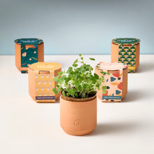 Load image into Gallery viewer, Tiny Terracotta Grow Kits
