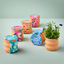 Load image into Gallery viewer, NEW Tiny Terracotta Grow Kits
