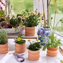 Load image into Gallery viewer, NEW Tiny Terracotta Grow Kits
