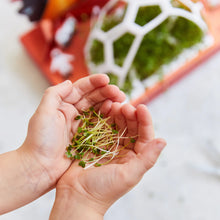 Load image into Gallery viewer, Pop Up Microgreens Kit
