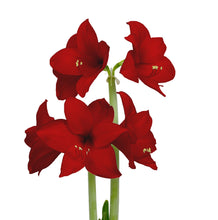 Load image into Gallery viewer, Winter Bulb Kit - Amaryllis

