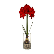 Load image into Gallery viewer, Winter Bulb Kit - Amaryllis
